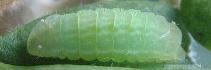 Larvae